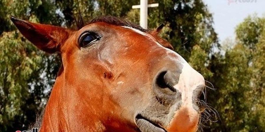 الخيول فى مصر من عصر الفراعنة حتى المعارض العالمية - سبورت ليب