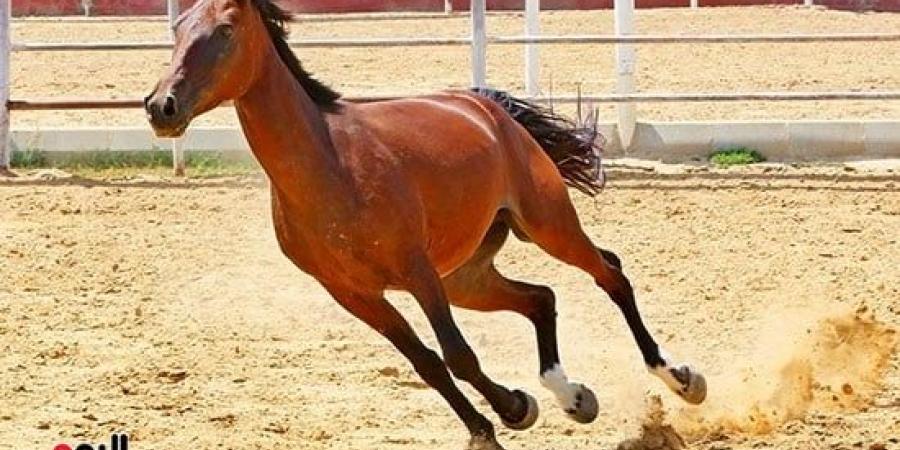 الخيول فى مصر من عصر الفراعنة حتى المعارض العالمية - سبورت ليب