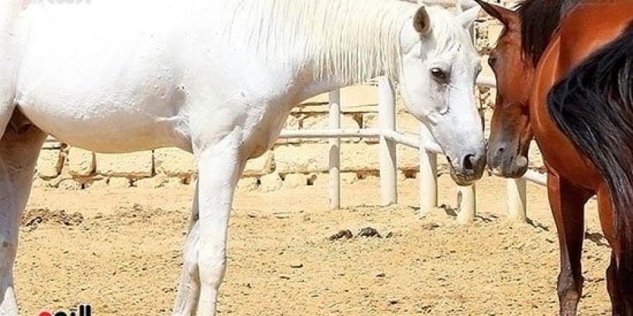 الخيول فى مصر من عصر الفراعنة حتى المعارض العالمية - سبورت ليب