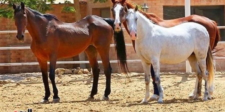 الخيول فى مصر من عصر الفراعنة حتى المعارض العالمية - سبورت ليب