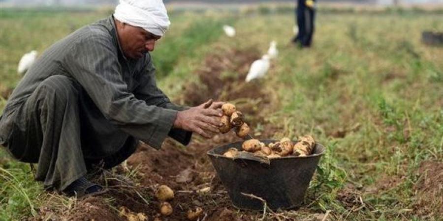 بسبب تقلبات الجو.. الزراعة تحذر المزارعين من زيادة أمراض المحاصيل - سبورت ليب