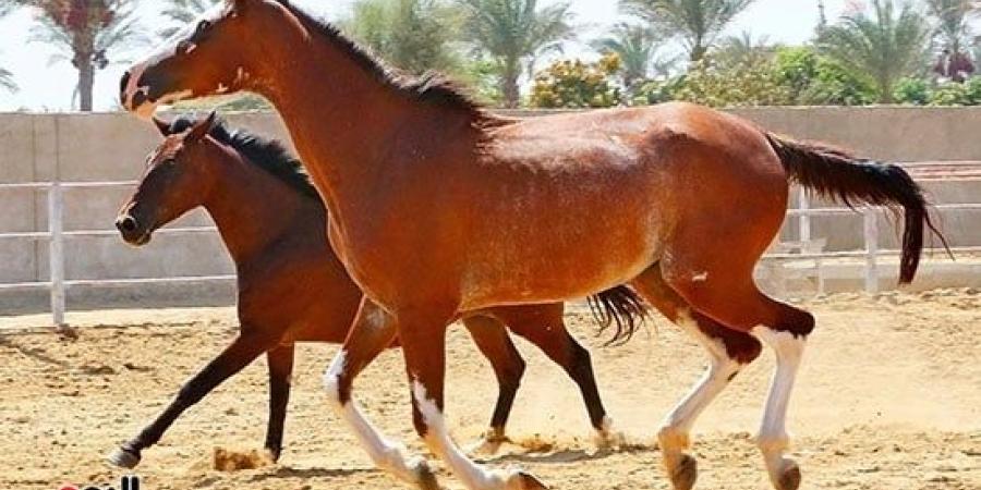 الخيول فى مصر من عصر الفراعنة حتى المعارض العالمية - سبورت ليب