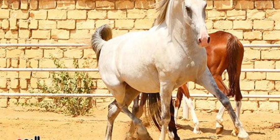 الخيول فى مصر من عصر الفراعنة حتى المعارض العالمية - سبورت ليب