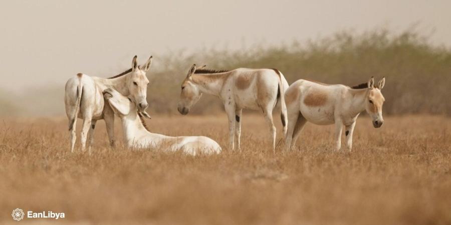 مديرية أمن القبّة تضبط لحوم حمير قبل اجتياحها الأسواق